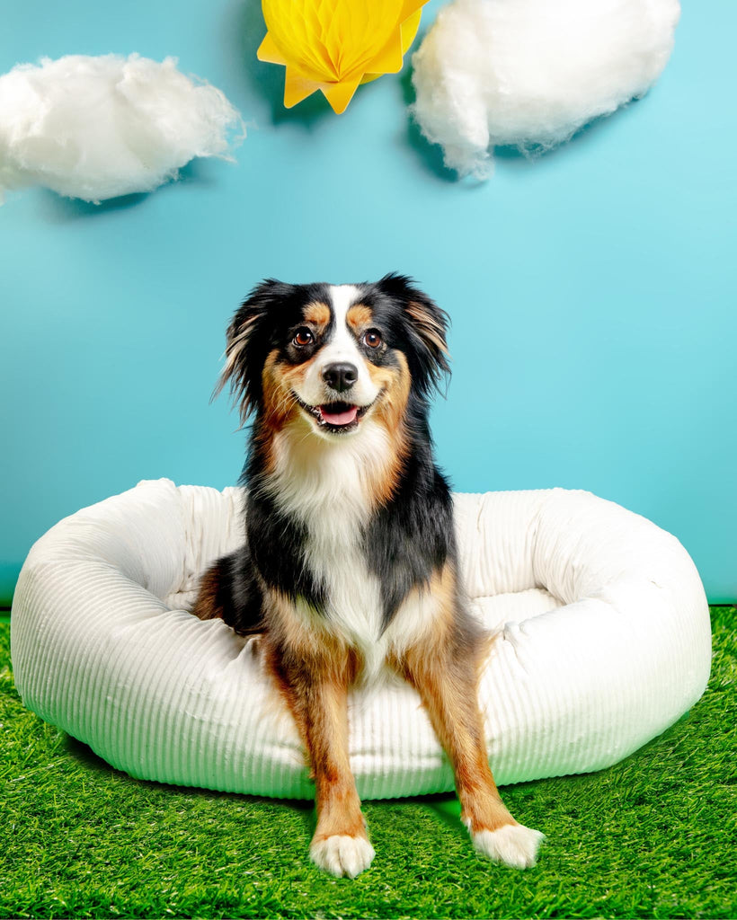 Donut Dog Bed in Marshmallow Micro-velvet (Direct-Ship) HOME BOWSER'S PET PRODUCTS   