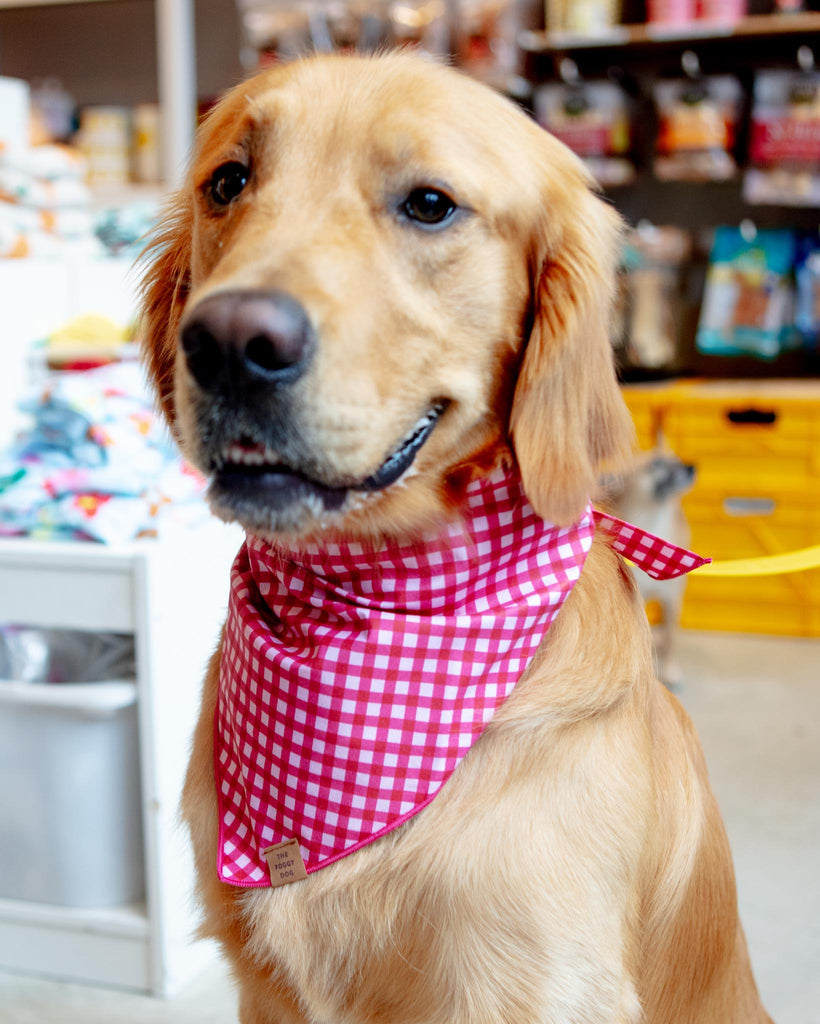 Raspberry Gingham Dog Bandana (Made in the USA) Wear THE FOGGY DOG   