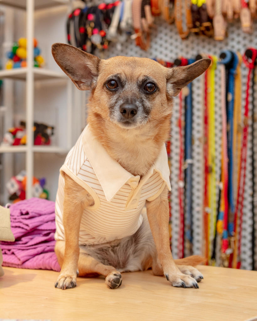 Striped Sleeveless Collared Shirt for Dogs Wear MONCHERI   