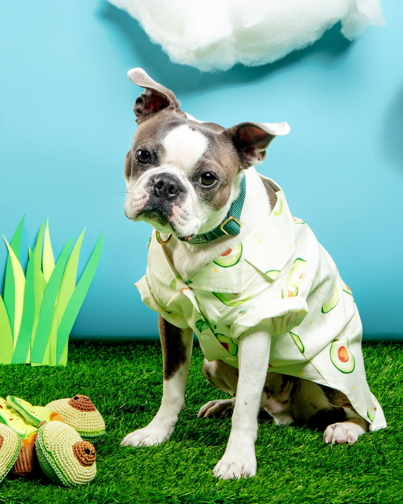 Avocado Button Dog Shirt for Dogs Wear DOGO   