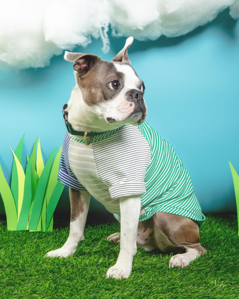 Green & White Striped Dog T-Shirt (Made in the USA) Wear WARE OF THE DOG   