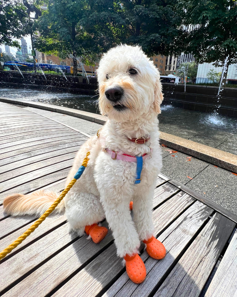 WAGWEAR, WagWellies Mojave Dog Boots in Neon Orange