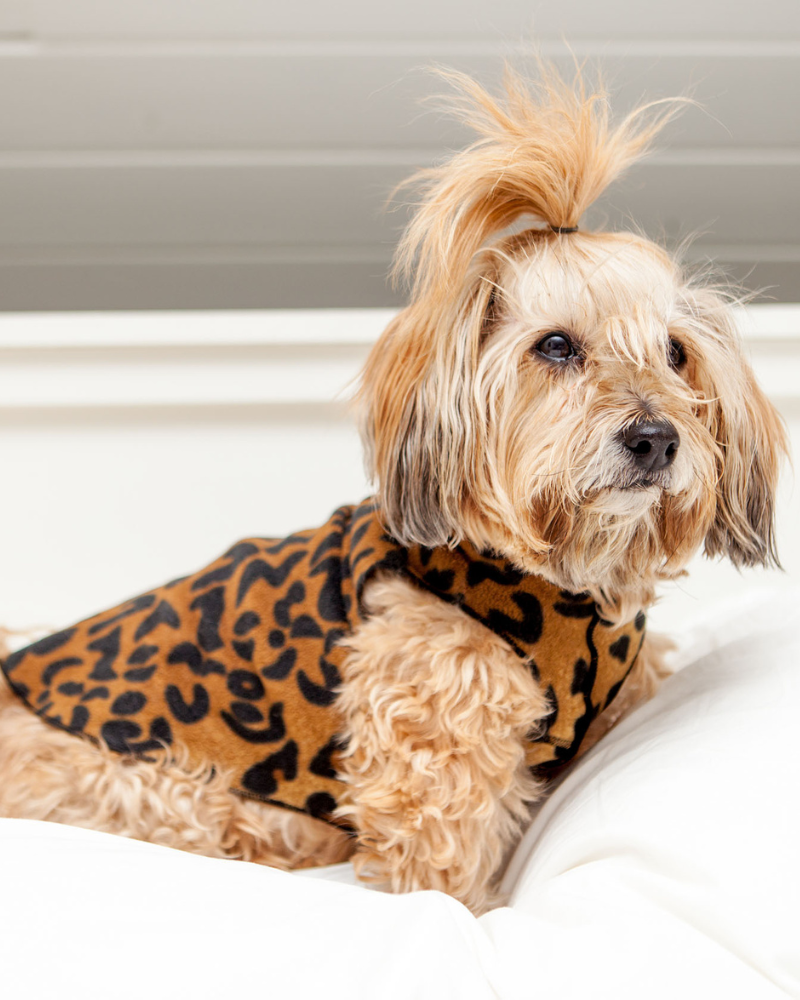 Gold paw top dog coats