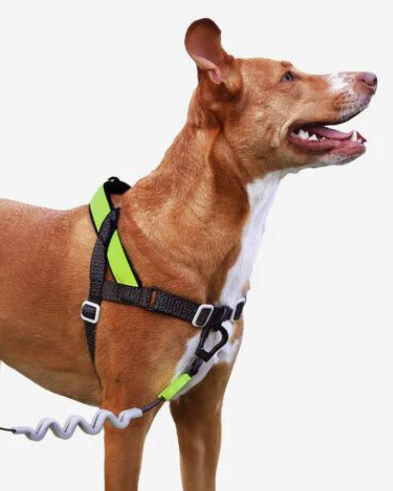 Non pull dog leash online
