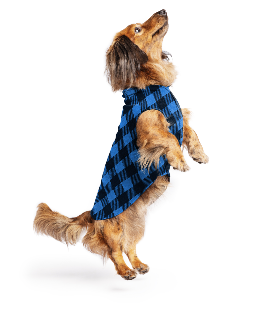 beef fresh dog food BEEF FORMULA FOR DOGS – Raw Dynamic main image 1