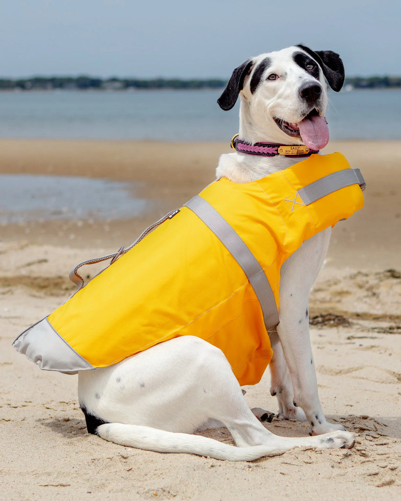Large dog wearing Life Jacket on the Beach
