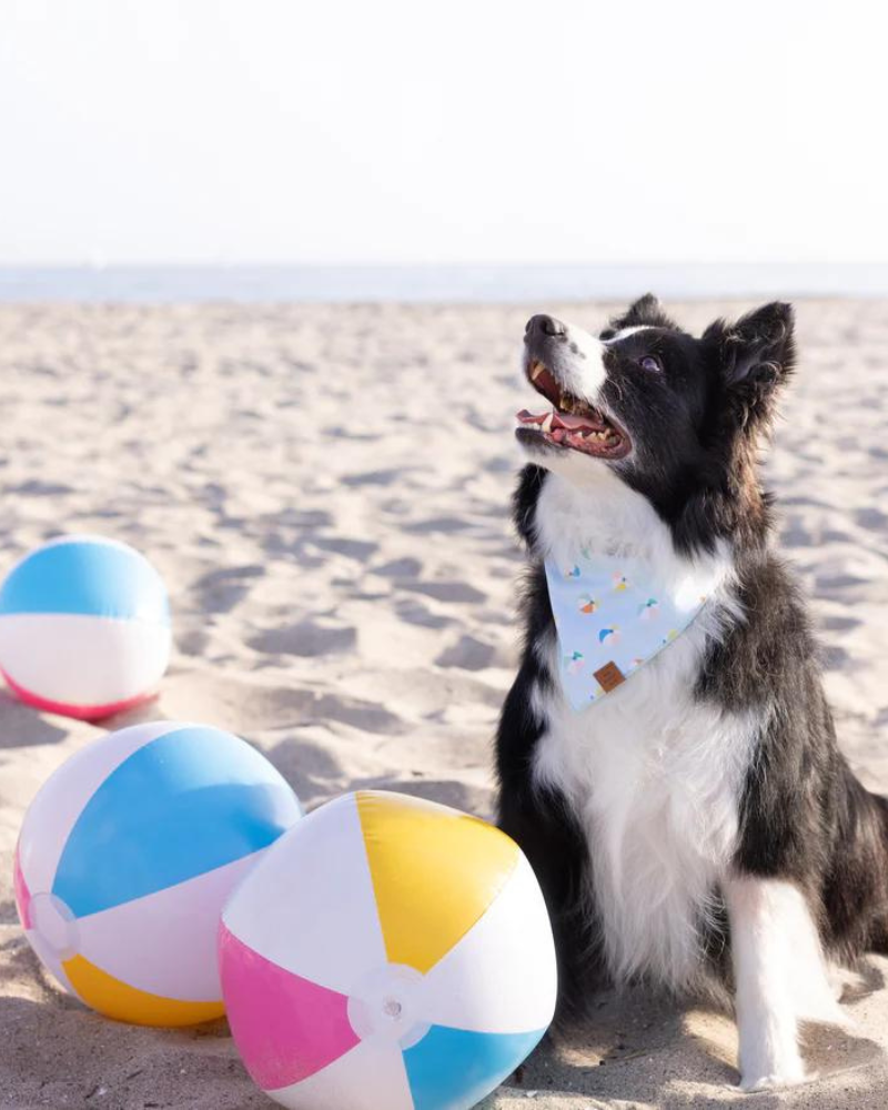Beach Ball Dog Bandana<br>(Made in the USA) (FINAL SALE) Wear THE FOGGY DOG   