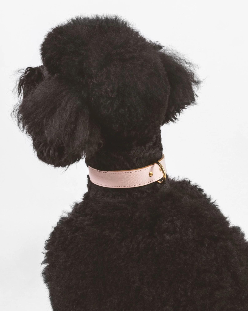 Moni Dog Collar in Blush Pink Leather (Made in Italy) (FINAL SALE) WALK BRANNI Small  