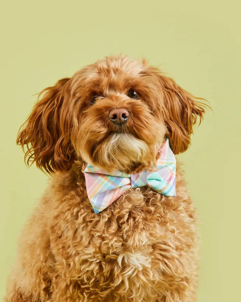 Plaid dog bow on sale tie