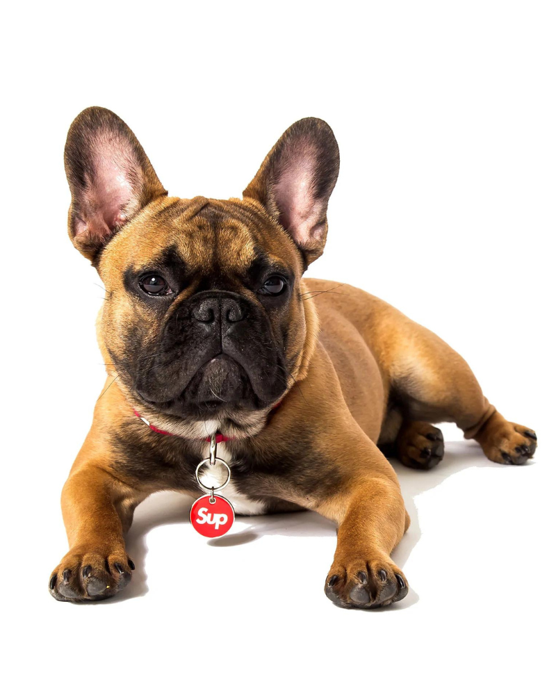 Sup Custom Dog ID Tag (Custom/Drop-Ship) Wear TRILL PAWS   