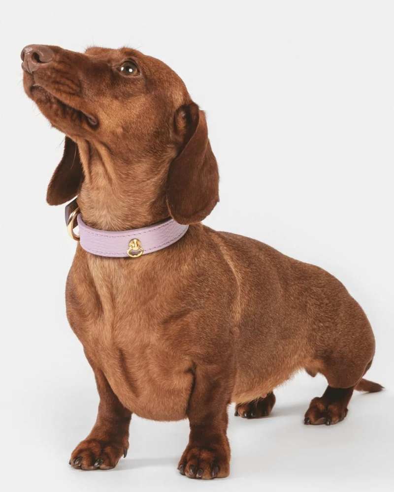 Small Dog Collar in Lavender Leather Made in Italy