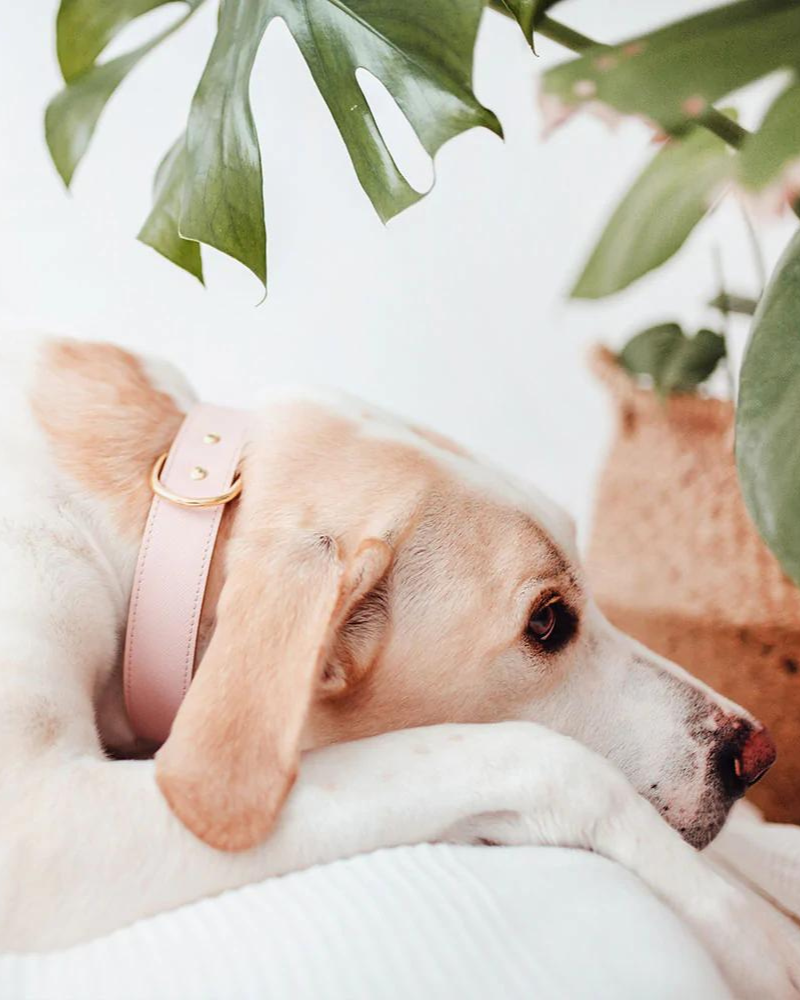 Moni Dog Collar in Blush Pink Leather (Made in Italy) (FINAL SALE) WALK BRANNI   