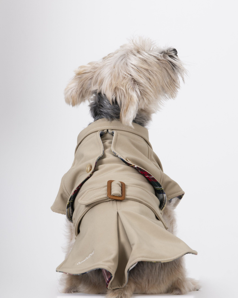 Dogs in top trench coats