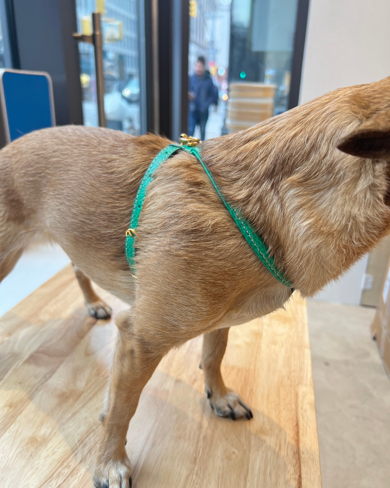 Italian Leather Dog Harness in Green WALK LA CINOPELCA   