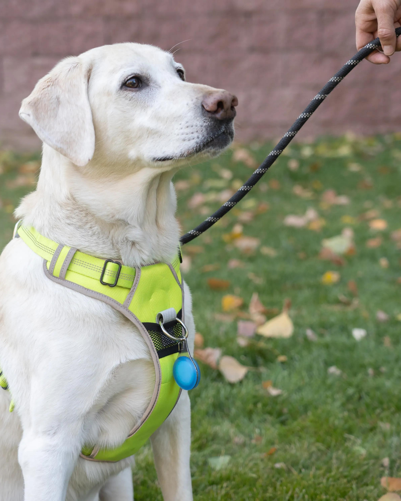 Wearabout™ Clippable Protective AirTag® Holder for Dogs WALK NITE IZE   