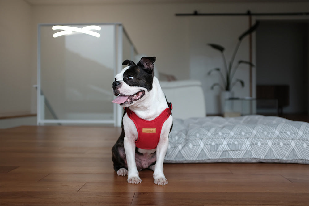 Comfort Dog Harness in Red WALK CHARLIE'S BACKYARD   