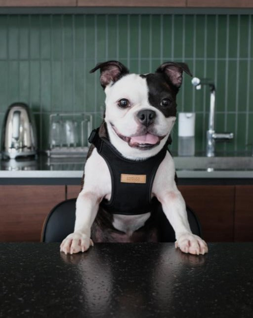 Comfort Dog Harness in Black WALK CHARLIE'S BACKYARD   