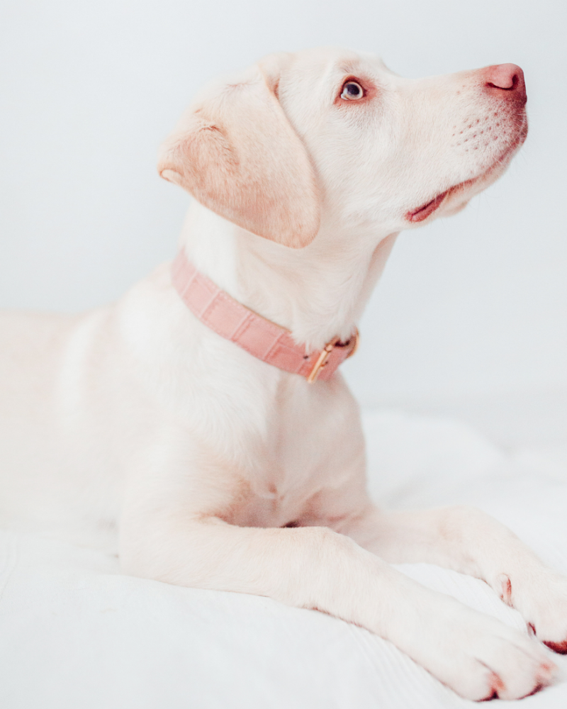 Catahoula lab mix 2024 white