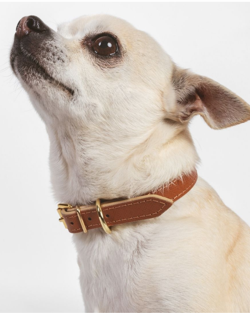 BRANNI, Small Dog Collar in Red Leather (Made in Italy)