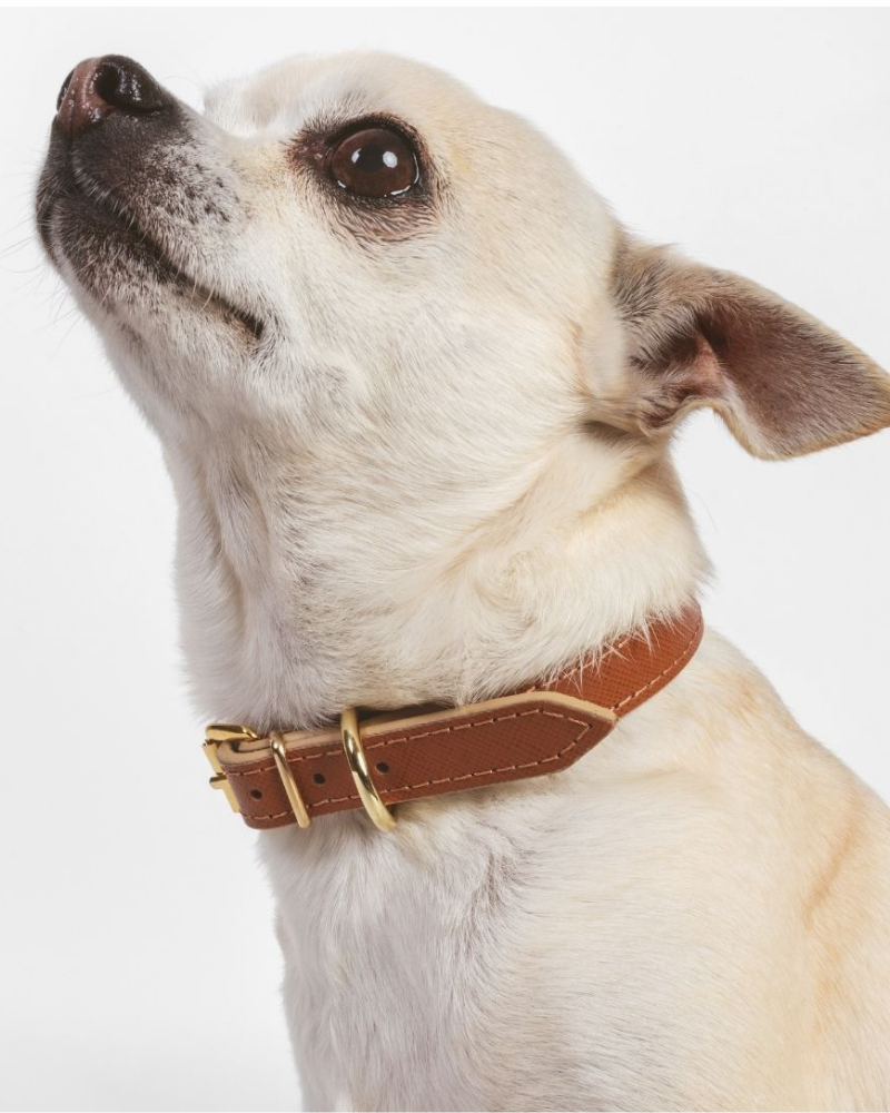 Dog collars discount for sale