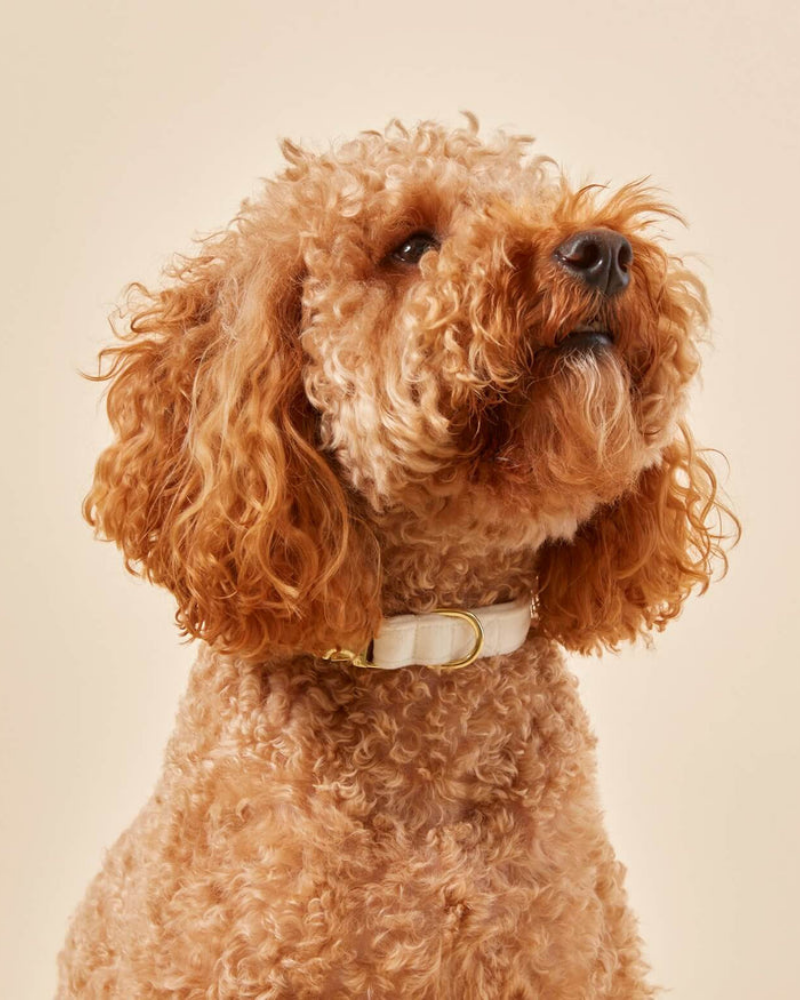 Ivory Velvet Dog Collar (Made in the USA) (FINAL SALE) WALK THE FOGGY DOG   