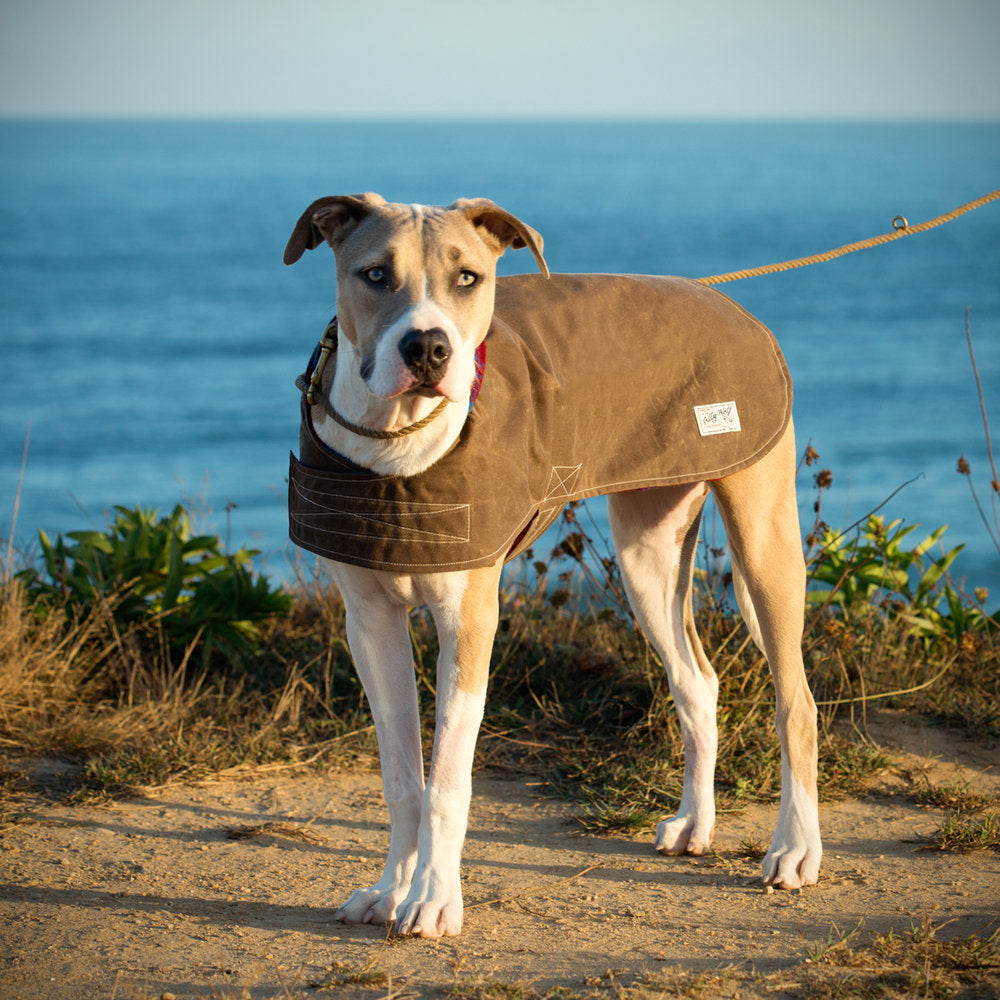 Billy wolf dog hot sale coat
