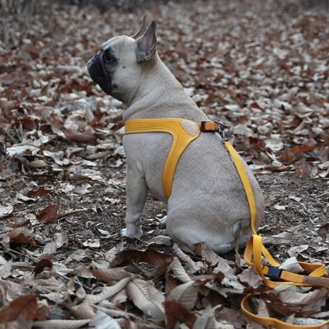 Buckle Up Easy Dog Harness in Yellow Walk CHARLIE'S BACKYARD   