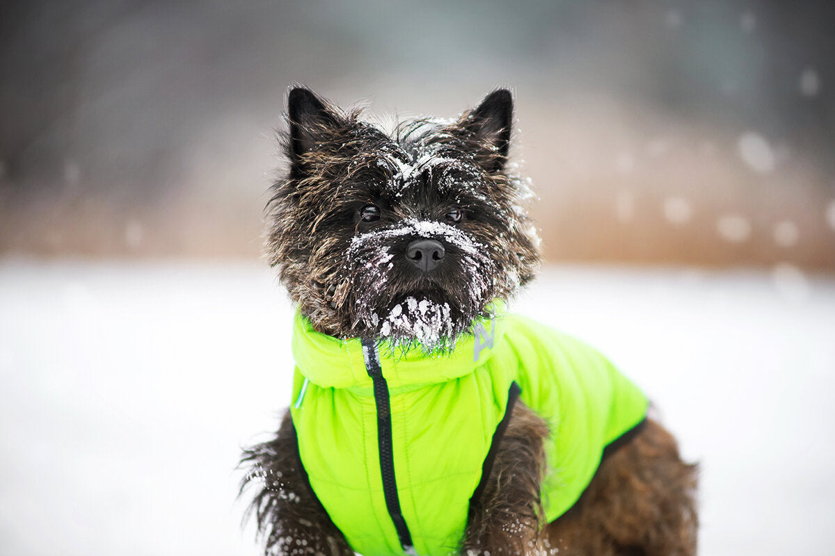 Reversible AiryVest in Light Green and Yellow (FINAL SALE) DOG