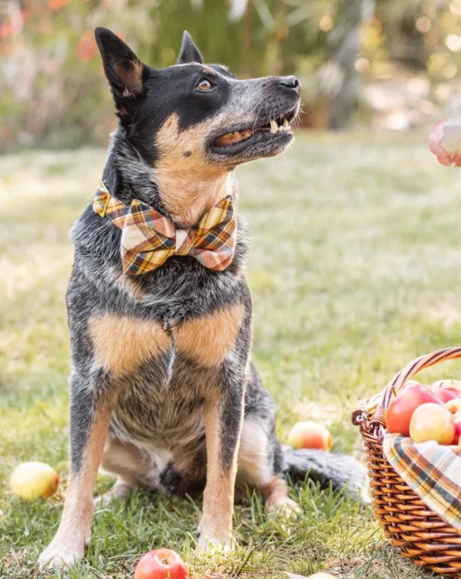 THE FOGGY DOG Cornucopia Flannel Dog Bow Tie Made in the USA