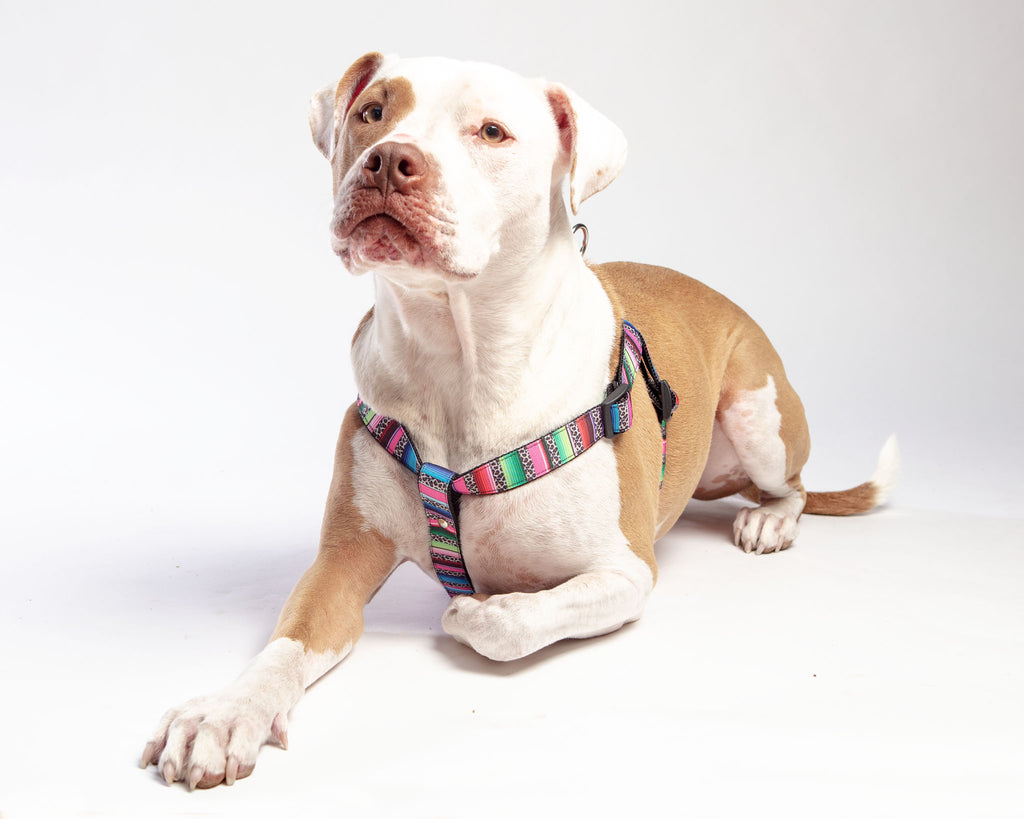 Step-In Dog Harness in Rainbow Serape & Leopard (Made in NYC) WALK DOG & CO. COLLECTION   