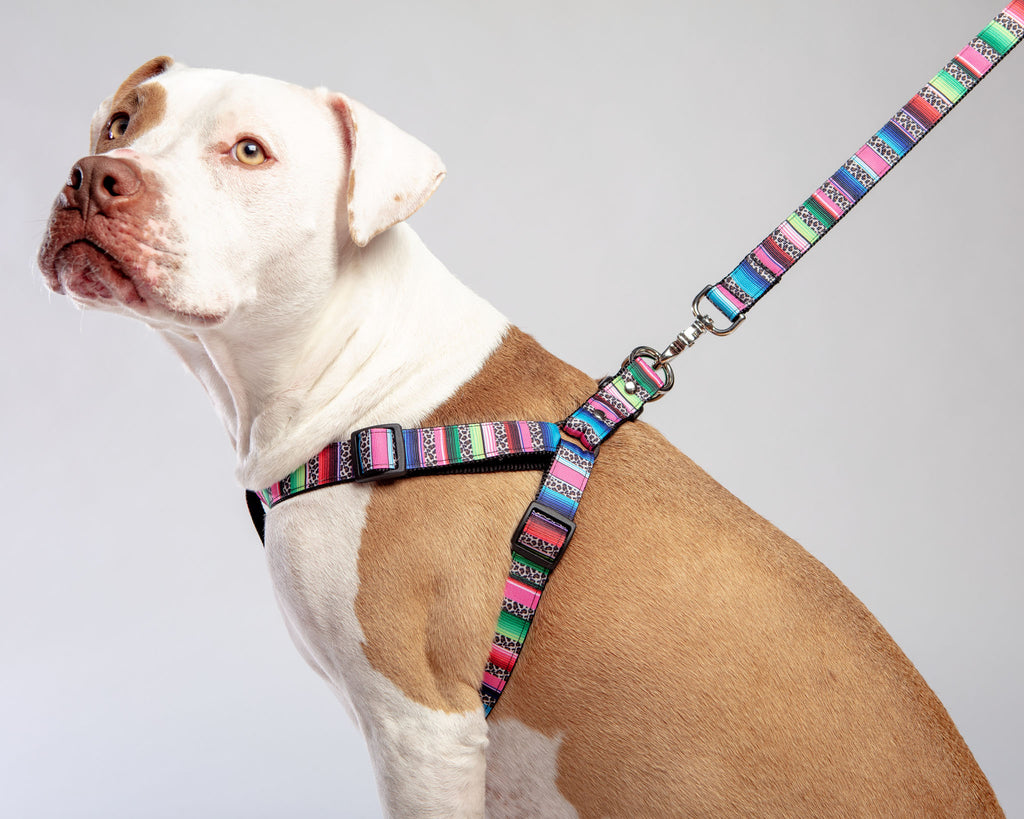 Rainbow Serape + Leopard Dog Leash (Made in NYC) WALK DOG & CO. COLLECTION   