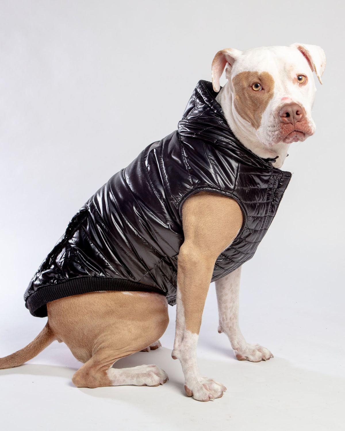 CANADA POOCH Shiny Puffer in Black DOG - Main Image