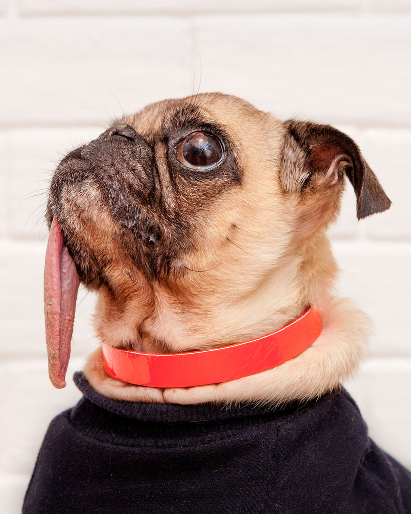 The Cleo Leather Tag Collar in Fluoro Red (Dog & Co. Exclusive) (FINAL SALE) WALK TRACEY TANNER   