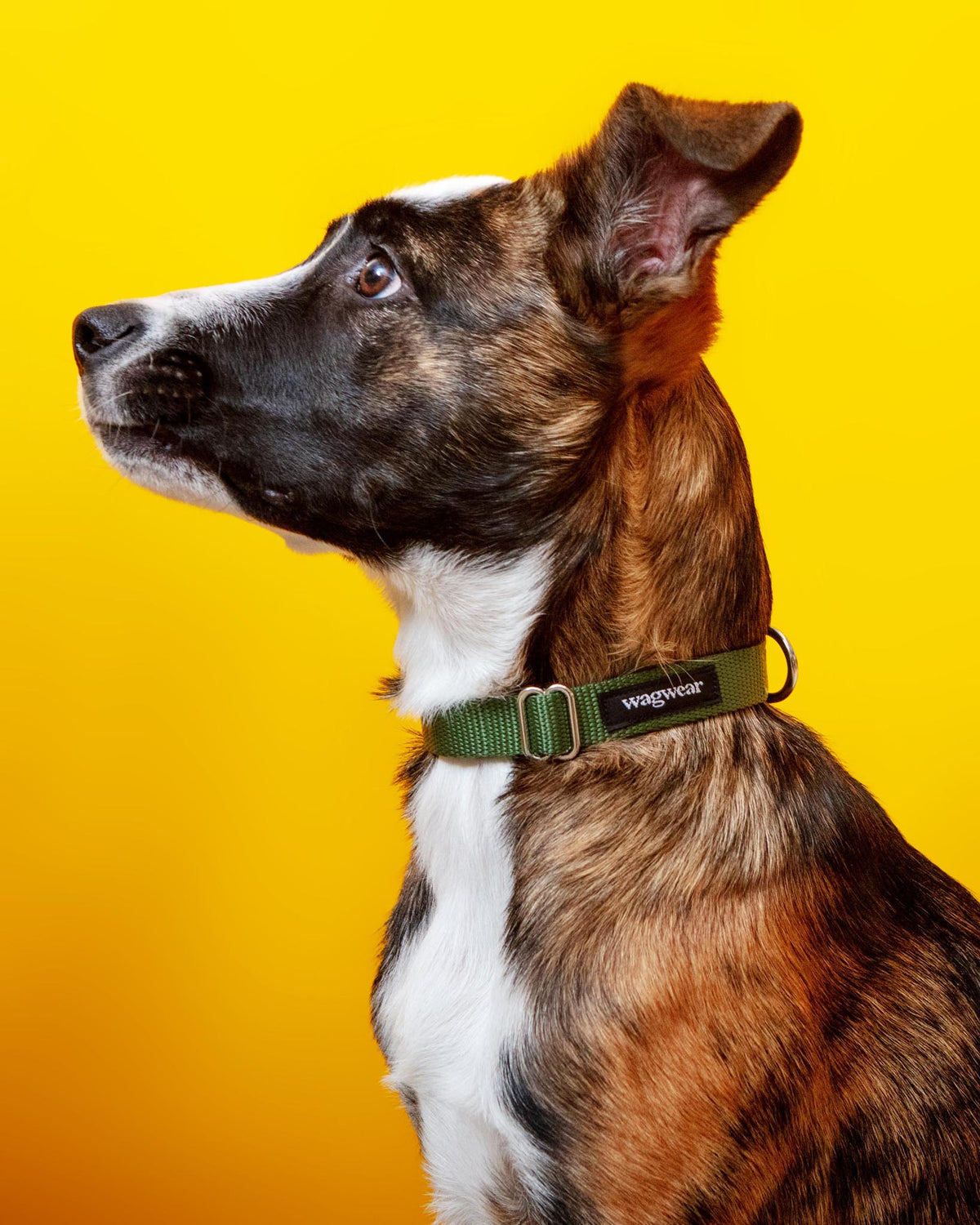 Dog_Co_1C5A1503_1200x.jpg?v=