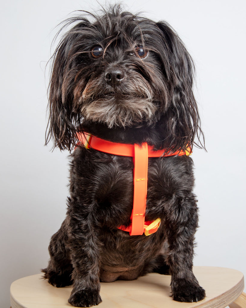 A Walk in the Park Dog Harness (Made in the USA) (FINAL SALE) WALK DOG & CO. COLLECTION X-Small (6-12 lbs) Orange 