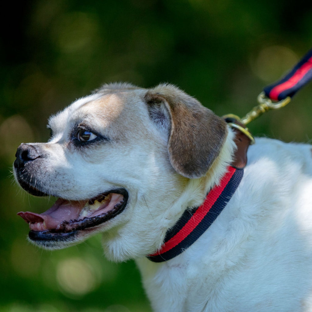 Navy & Red Stripe Dog Collar (Made in the USA) (FINAL SALE) WALK BARRONS-HUNTER   