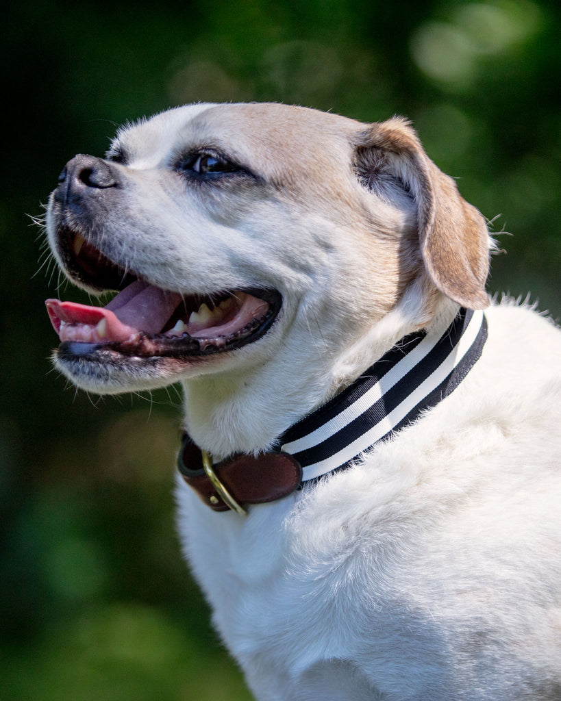 Black & White Stripe Ribbon Dog Collar (Made in the USA) (FINAL SALE) WALK BARRONS-HUNTER   