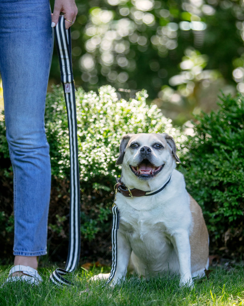 Black & White Stripe Dog Leash (Made in the USA) (FINAL SALE) WALK BARRONS-HUNTER   