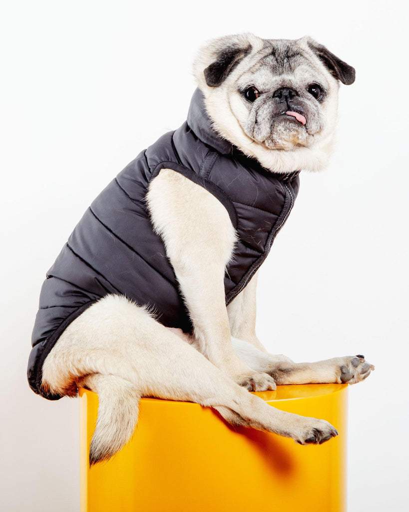 Reversible AiryVest in Black + Black Dot (DOG & CO. Exclusive) Wear AIRYVEST for DOG & CO.   