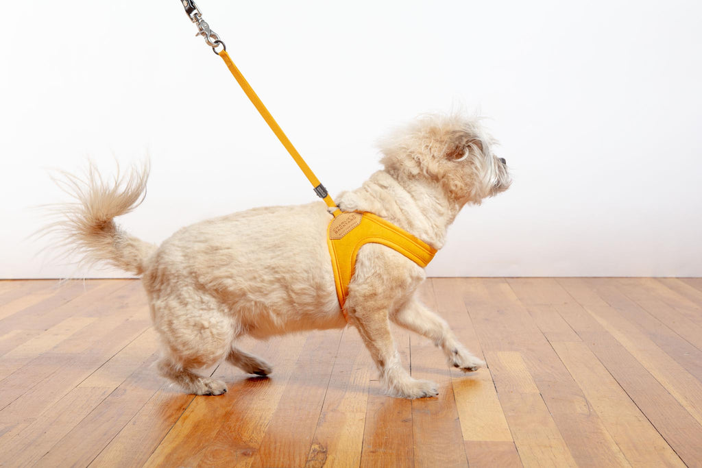 Adjustable Easy Dog Harness in Yellow (Dog & Co. X Charlie's Backyard Exclusive) WALK CHARLIE'S BACKYARD   