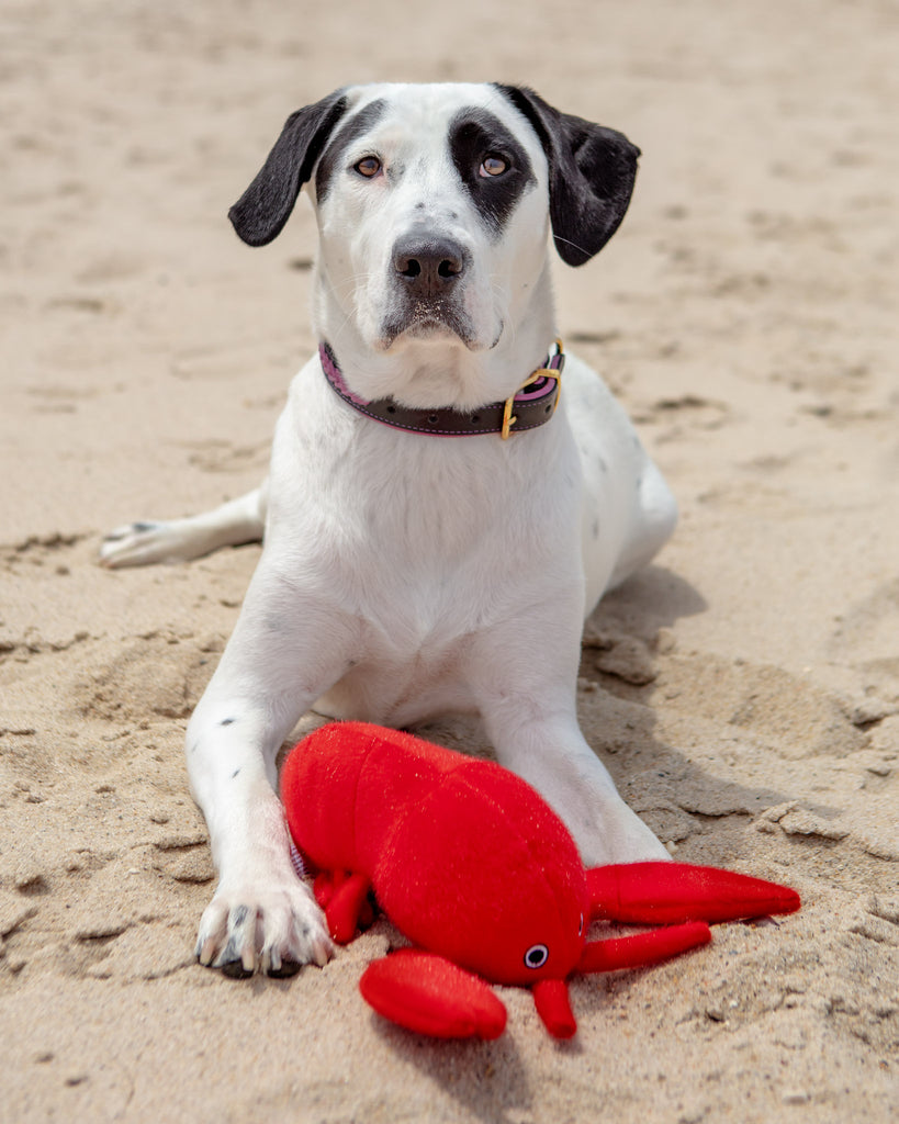 Fuzzy Sea Plush Lobster Dog Toy Play SPUNKY PUP   