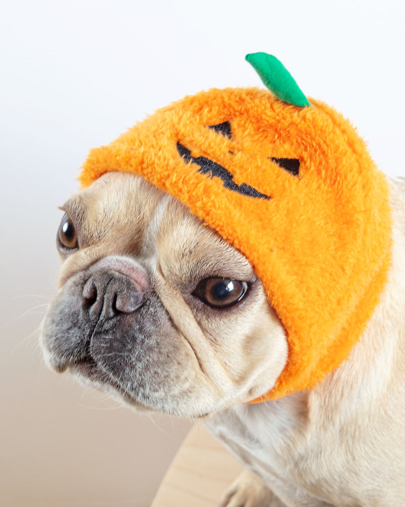 Jack-O'Hat Howloween Dog Hat Dog Apparel DOGO   