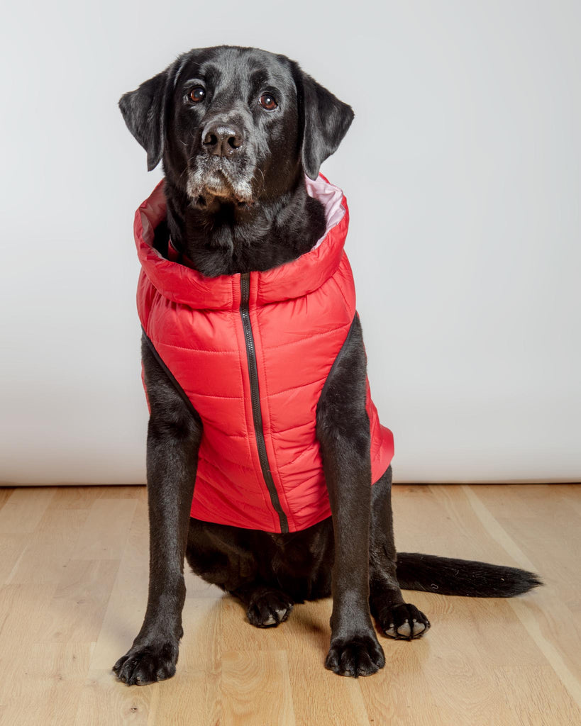 Reversible AiryVest in Strawberry + Blush (DOG & CO. Exclusive) (FINAL SALE) Wear AIRYVEST for DOG & CO.   