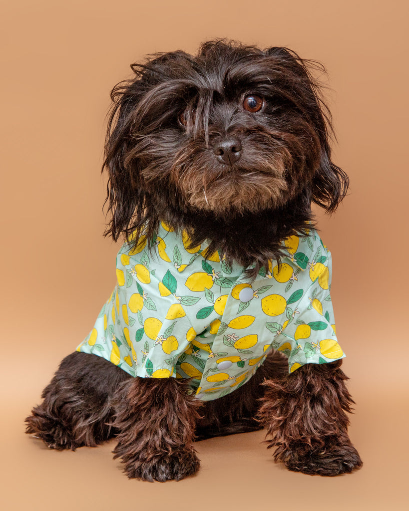 Blue Lemon Button Down Shirt for Dogs << FINAL SALE >> Wear DOGO   