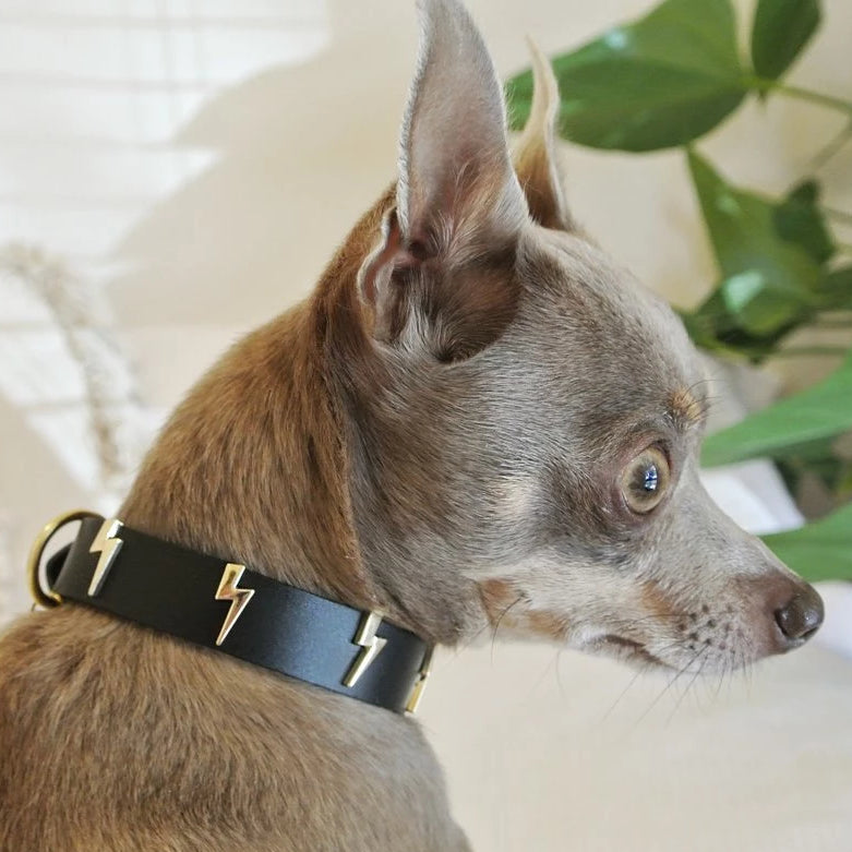 Lightning bolt sales dog collar