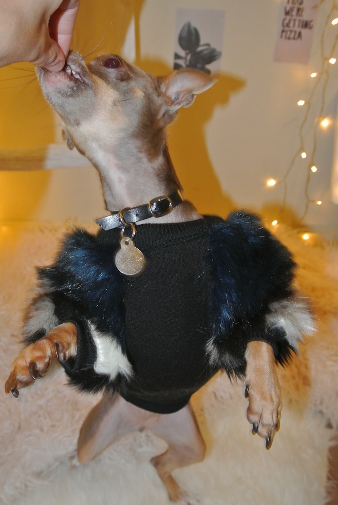 EYE OF DOG | Fluffy Pullover Apparel EYE OF DOG   