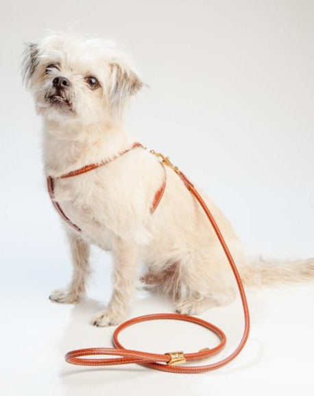 Cinopelca dog collar 2025