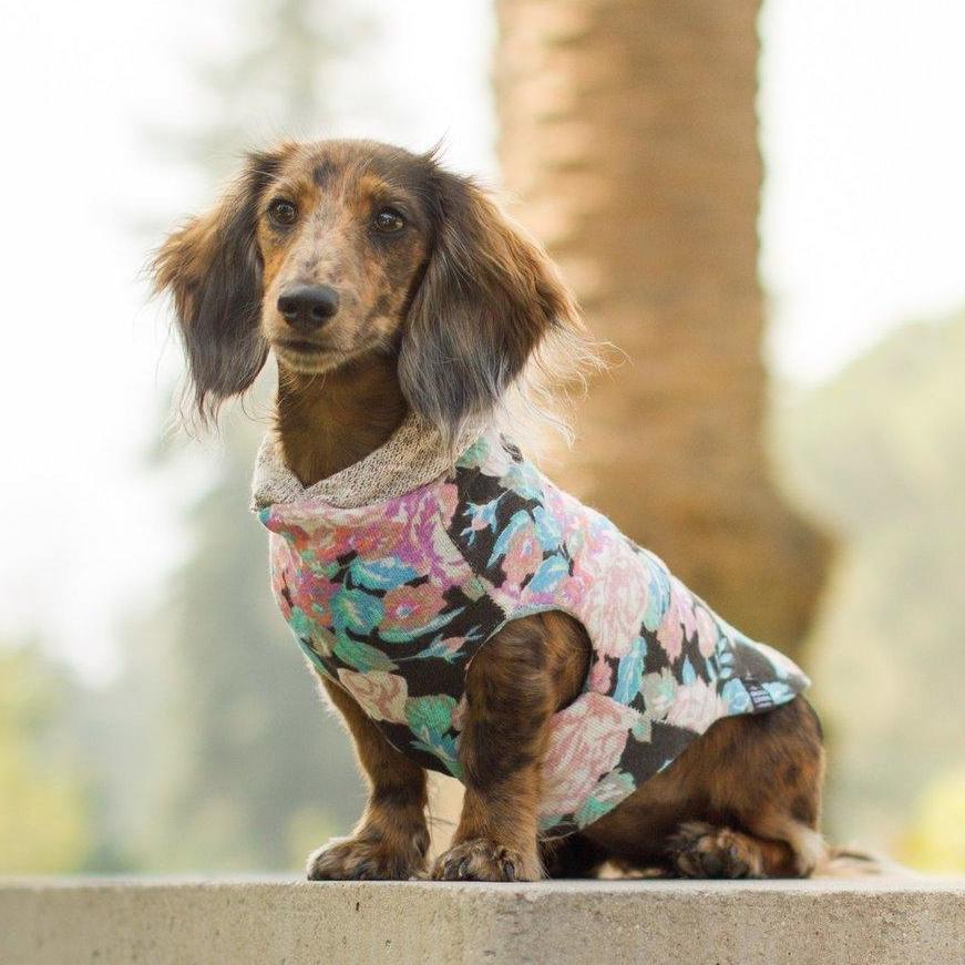 Xxs puppy clothes cheap