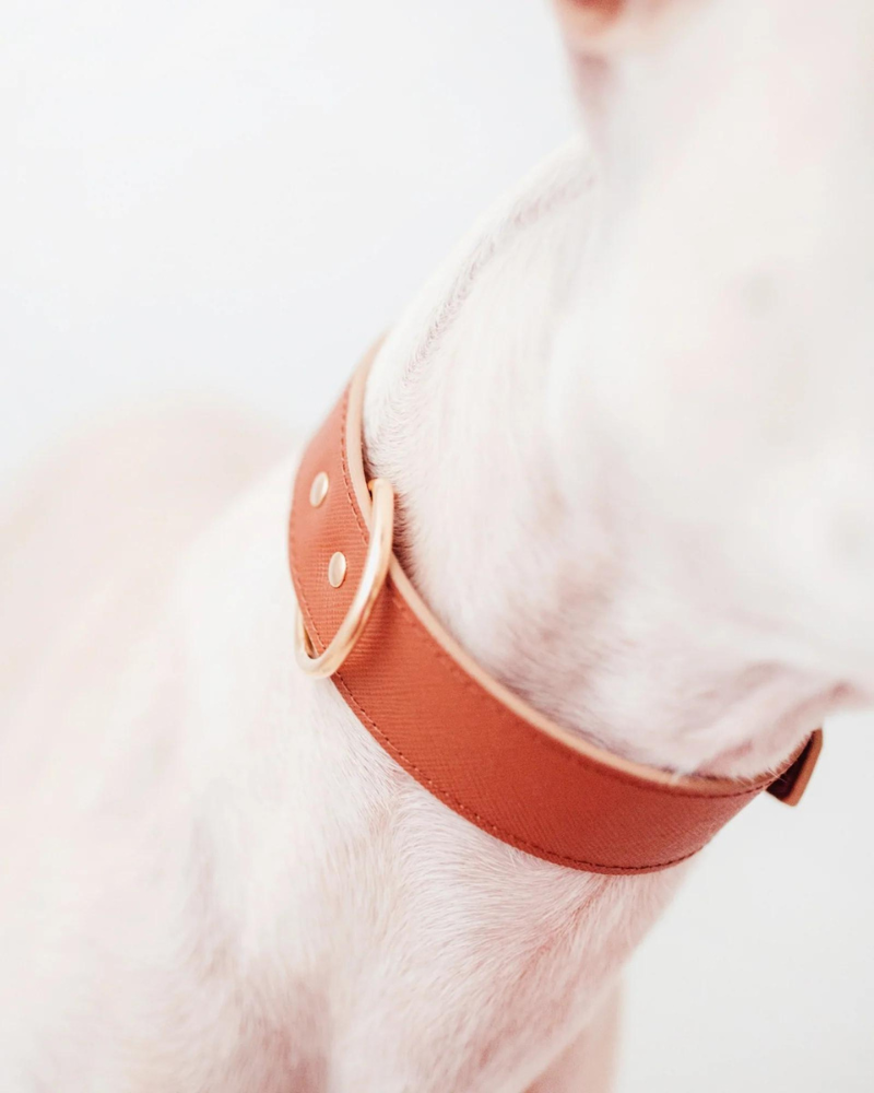 Moni Dog Collar in Cognac Leather (Made in Italy) (FINAL SALE) Dog Collars BRANNI X-Small  