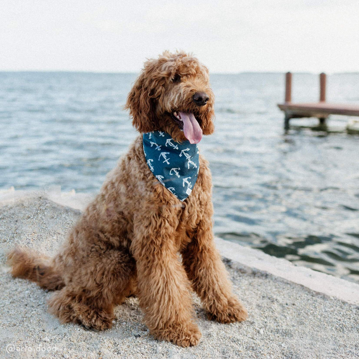 The foggy top dog bandana